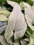 Syngonium Holly 2.5"