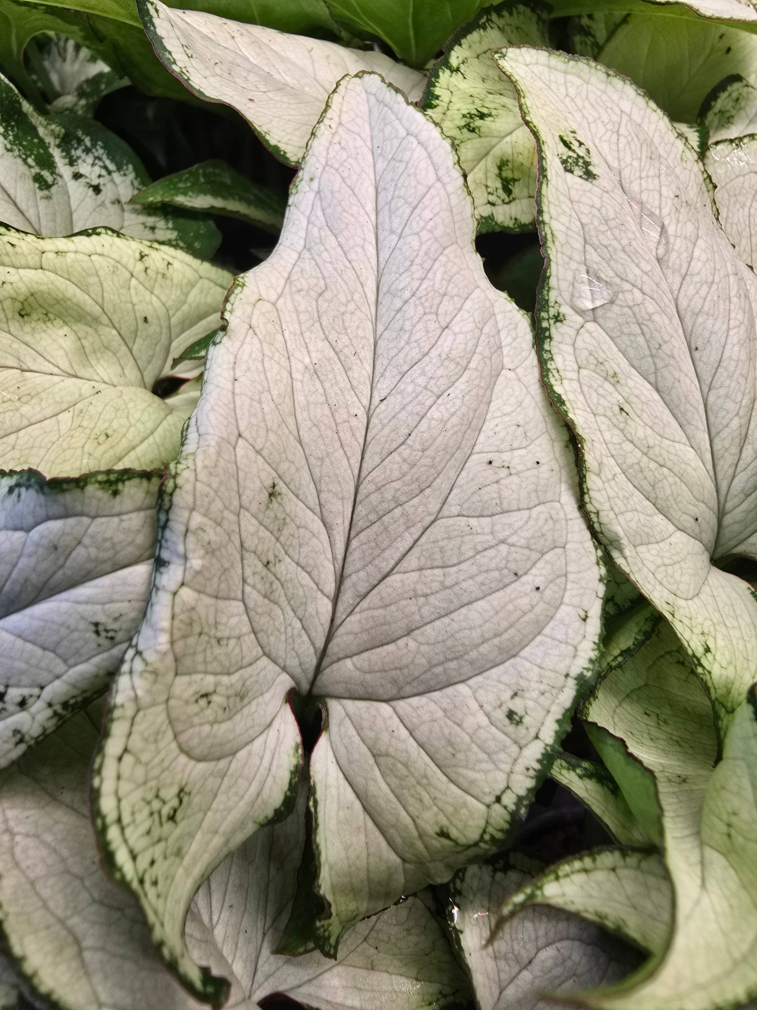Syngonium Holly 2.5"