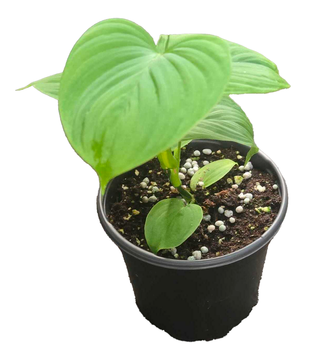 Philodendron Peru 4 inch Grower Pot