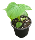 Philodendron Peru 4 inch Grower Pot