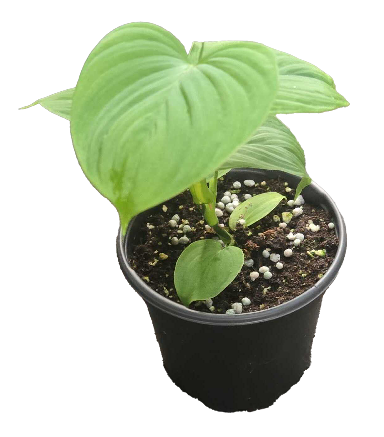 Philodendron Peru 4 inch Grower Pot