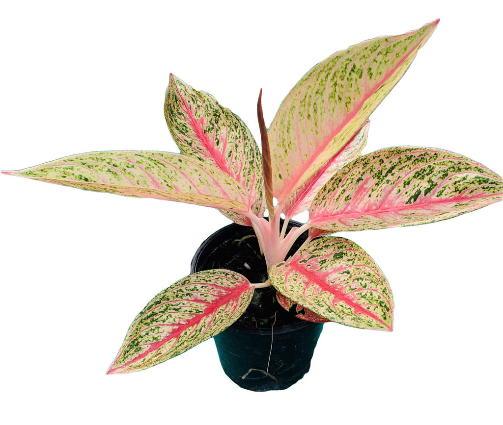 Aglaonema Red Legacy 4 inch Grower Pot