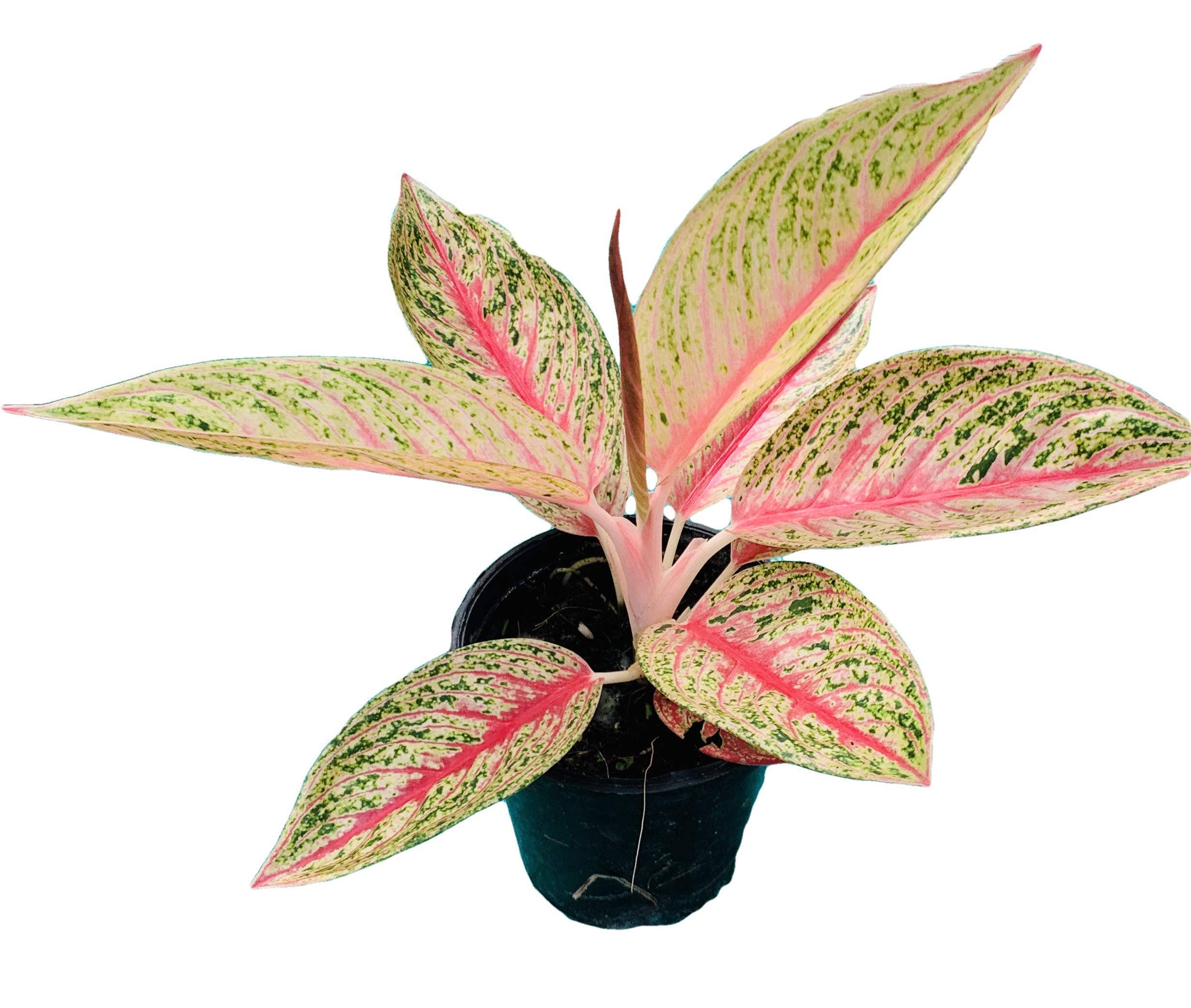 Aglaonema Red Legacy 4 inch Grower Pot