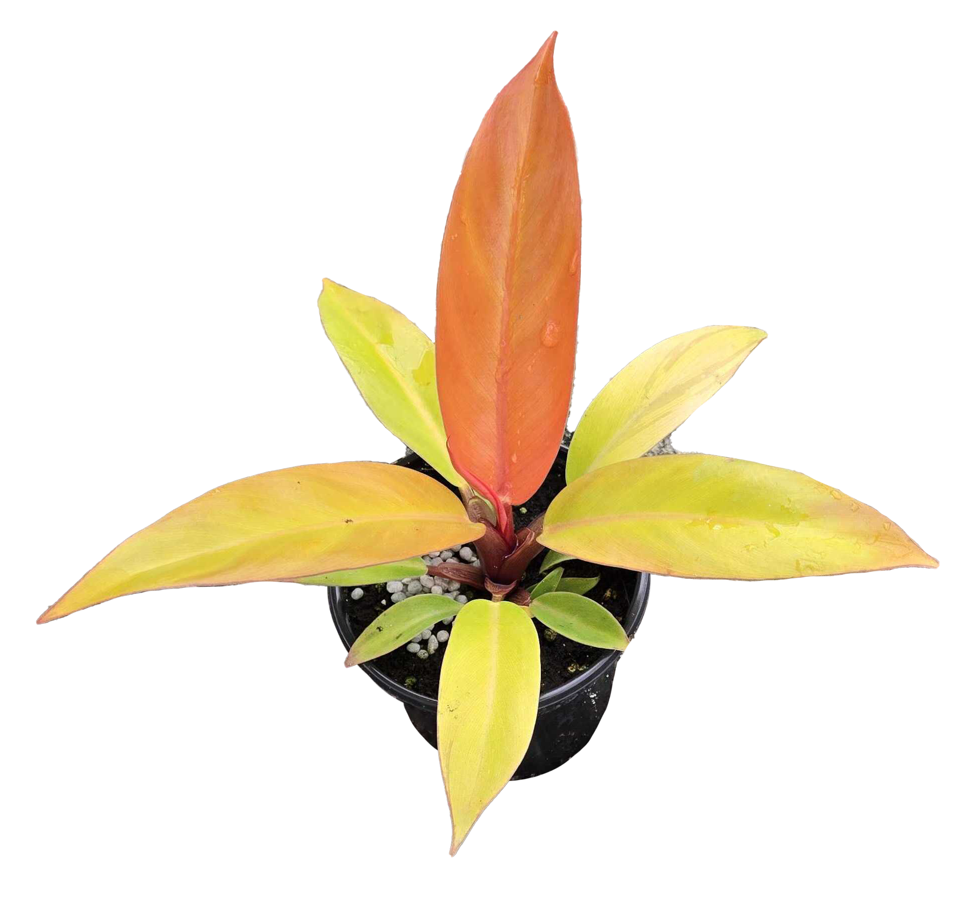 Philodendron Prince of Orange 4 inch Grower Pot
