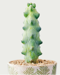 Boobie Cactus