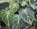 Anthurium Clarinervium Starter