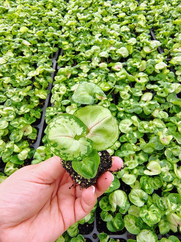 Syngonium Roxana Starter
