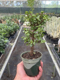 Bonsai Jade Dwarf Green - 4" Pot