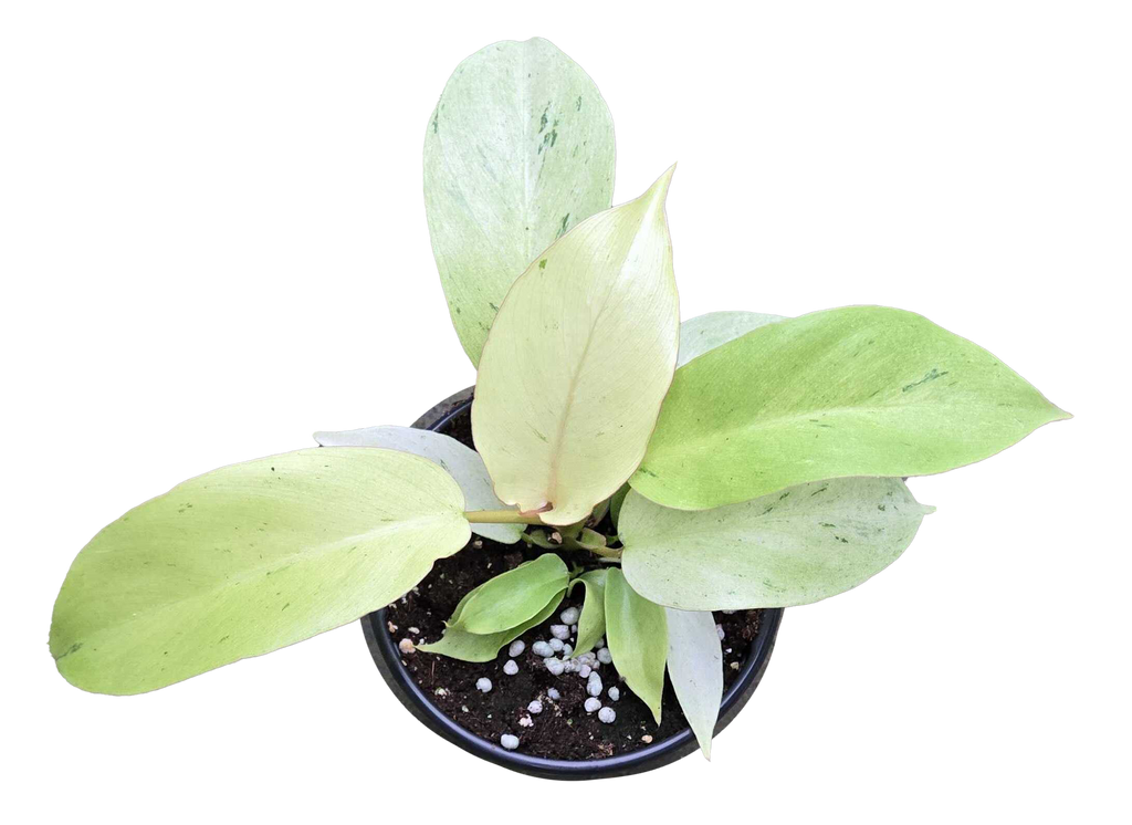 Philodendron Snowdrift 4"