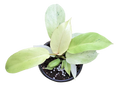 Philodendron Snowdrift 4"