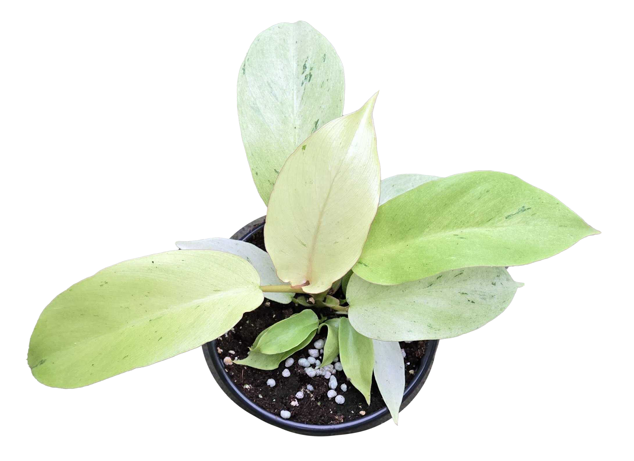 Philodendron Snowdrift 4"