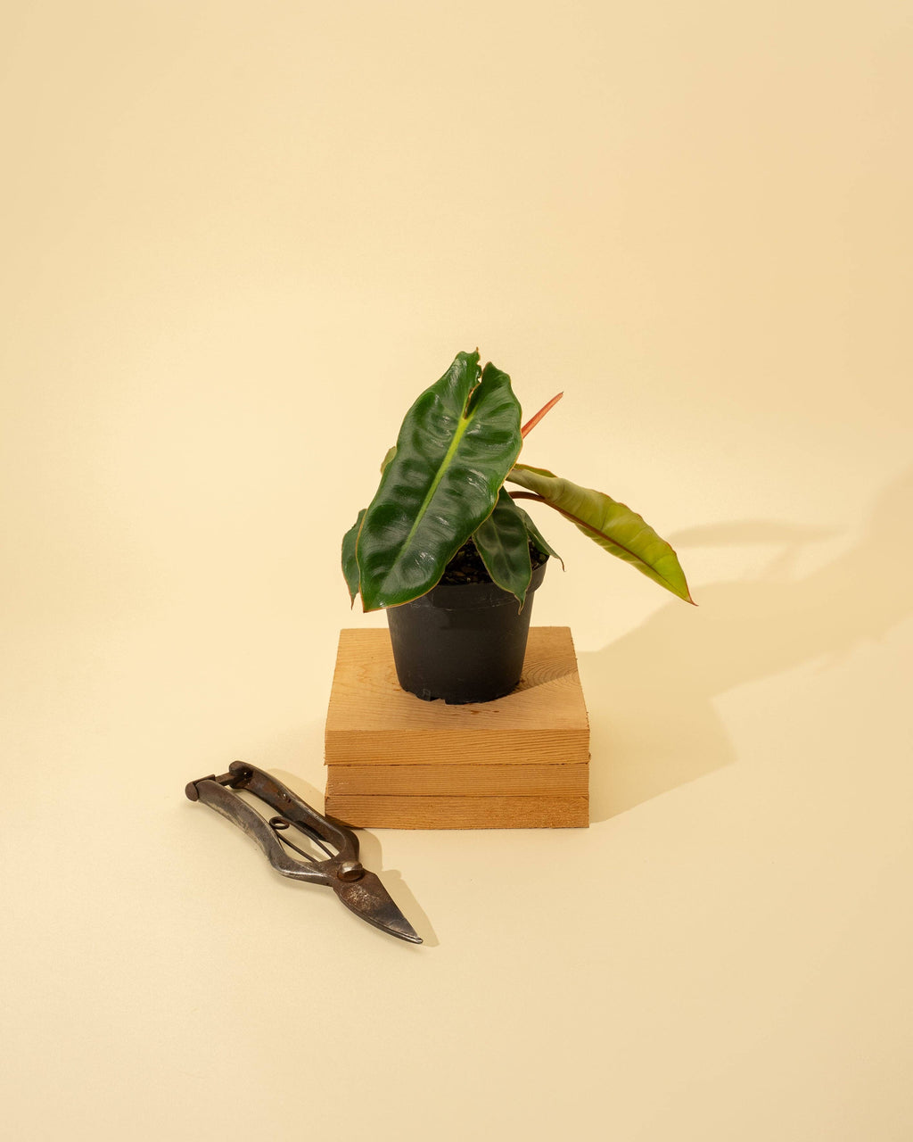 4" Philodendron 'Billietiae'