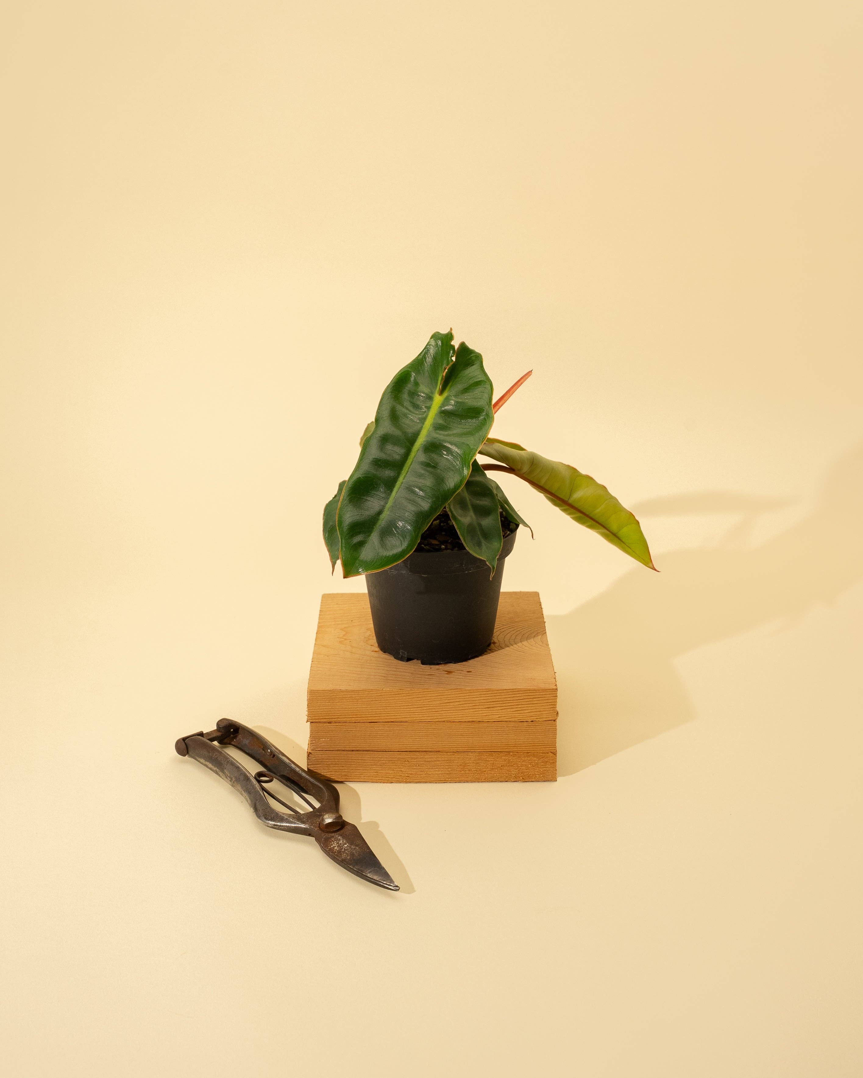 4" Philodendron 'Billietiae'