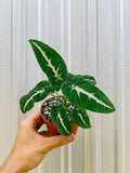 4" Syngonium 'Wendlandii'