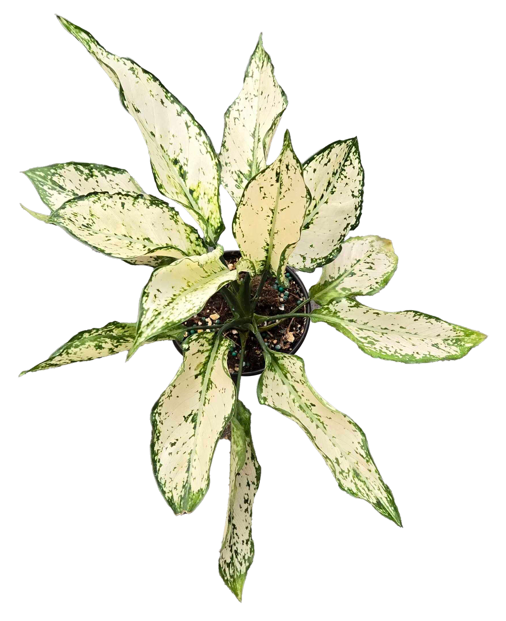 Aglaonema Paragon 4 inch Grower Pot
