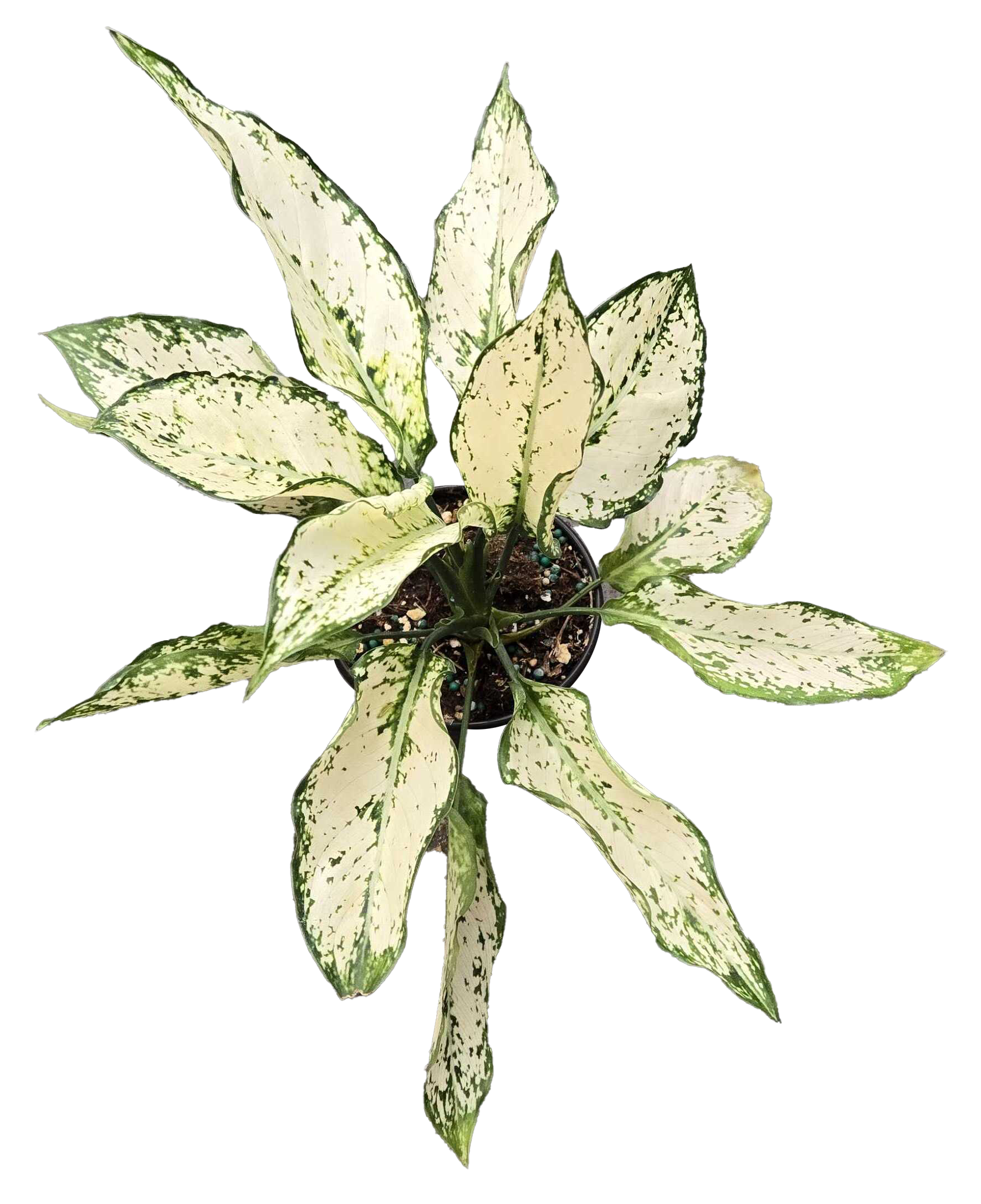 Aglaonema Paragon 4 inch Grower Pot