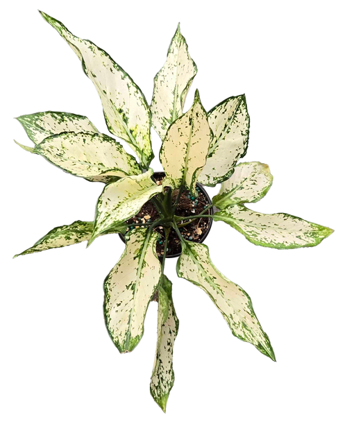 Aglaonema Paragon 4 inch Grower Pot