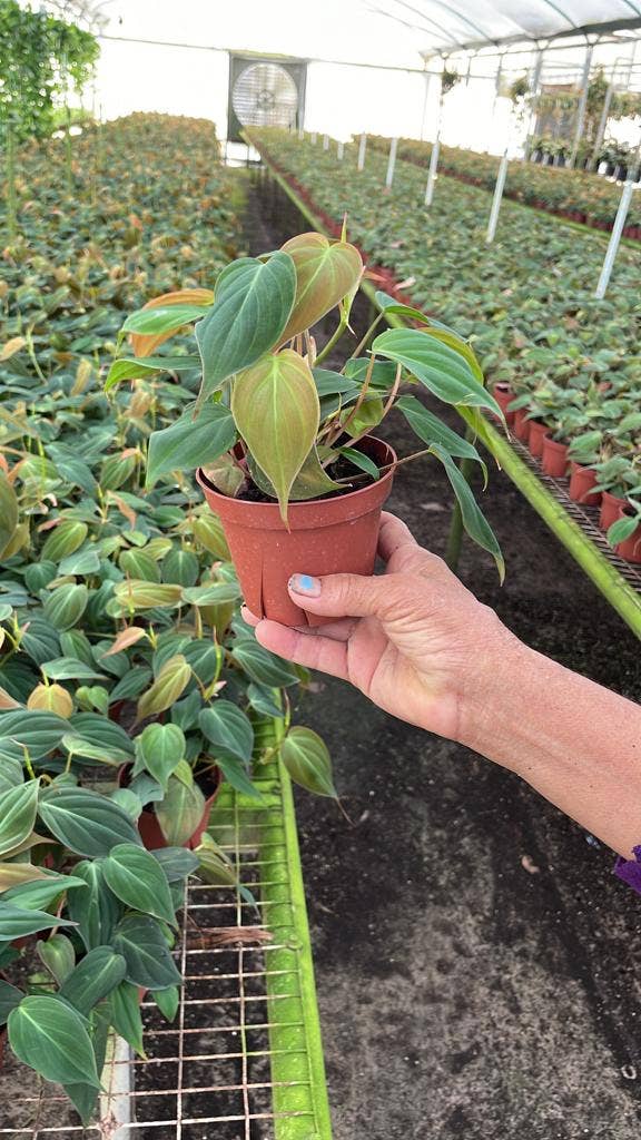 4" Philodendron 'Micans'