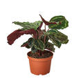CALATHEA MEDALLION 6-inch