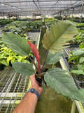 Philodendron Choco Empress: 4" Pot