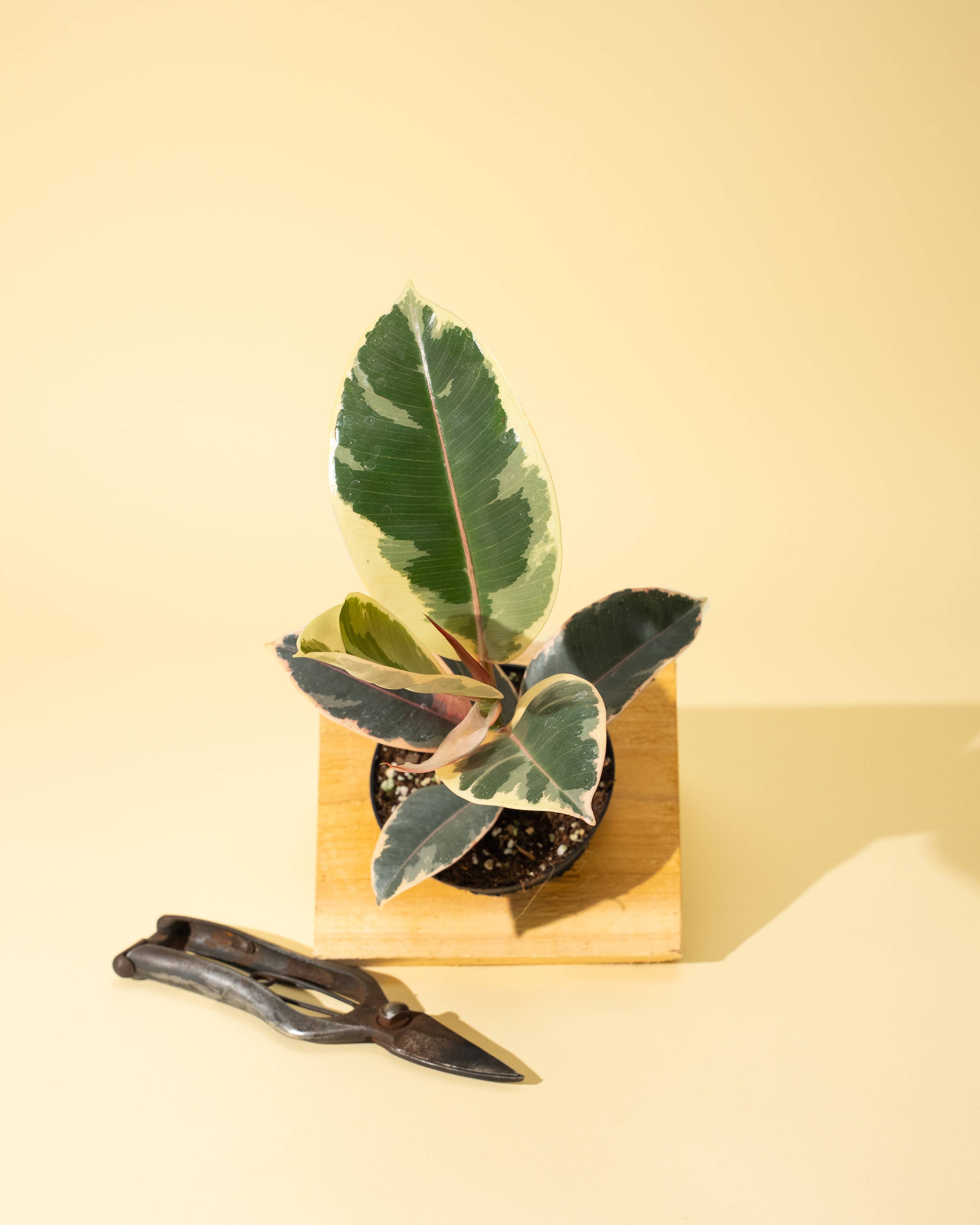 4" Ficus 'Tineke'