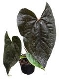 Anthurium Queen of Hearts 4 inch Grower Pot