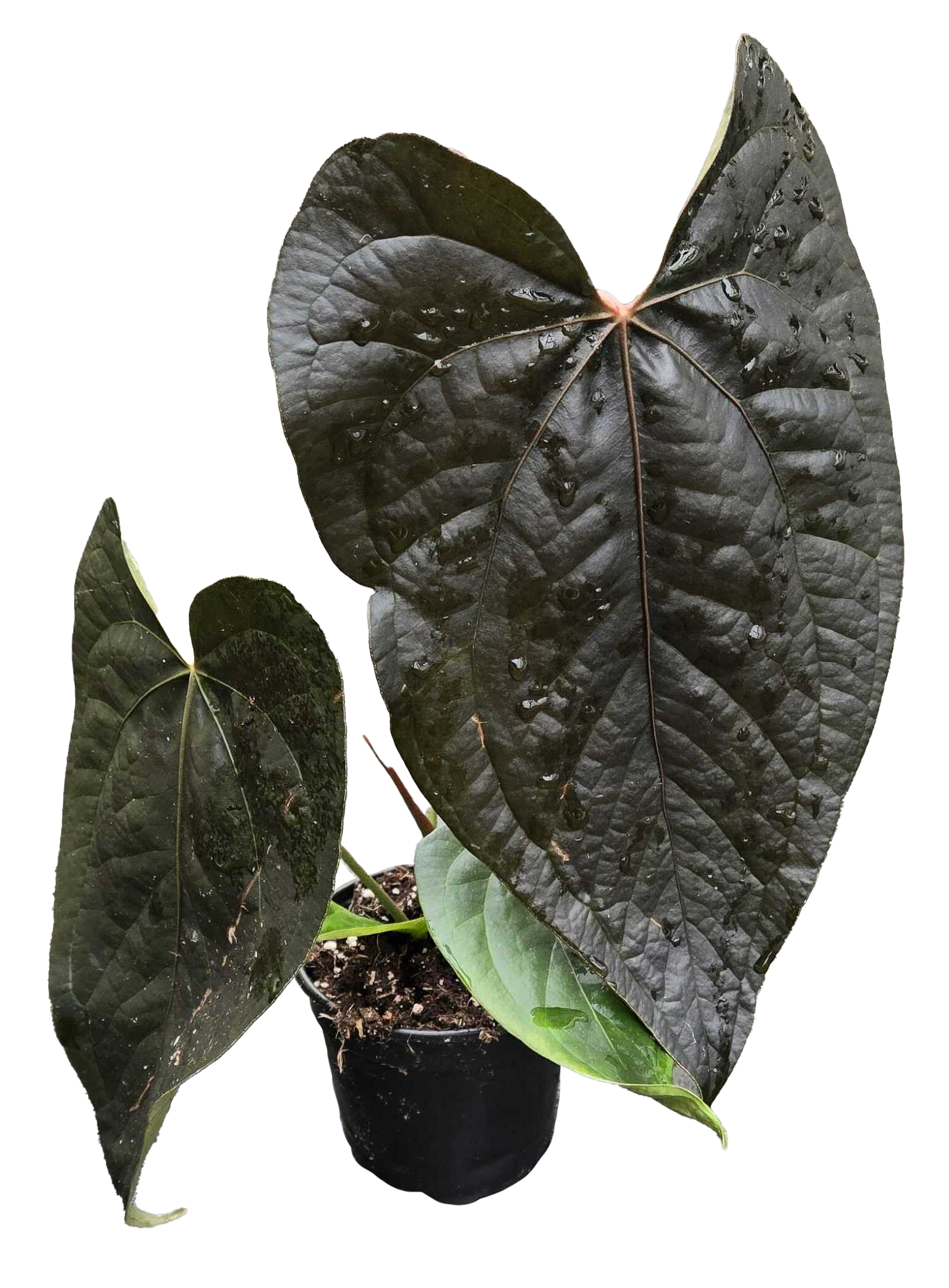 Anthurium Queen of Hearts 4 inch Grower Pot
