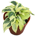 Calathea Yellow Fusion 4in Grow Pot