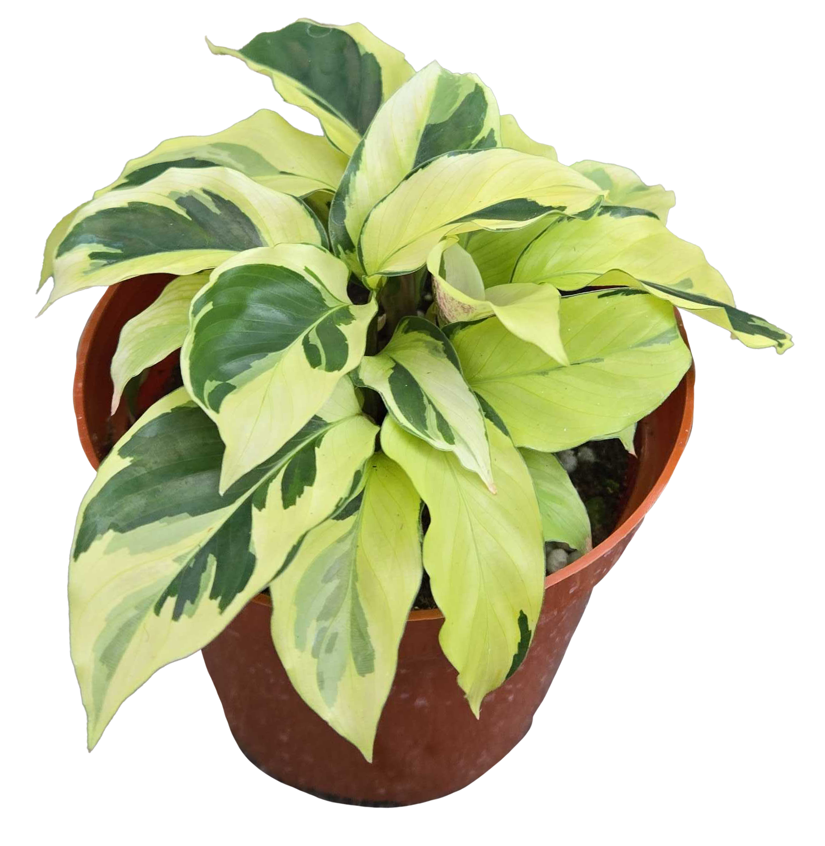 Calathea Yellow Fusion 4in Grow Pot