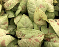 Syngonium Milk Confetti (Fiesta) Starter