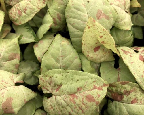 Syngonium Milk Confetti (Fiesta) Starter