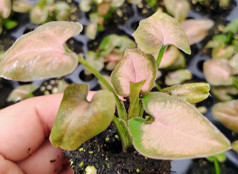 Syngonium Singo Lava (Starter)
