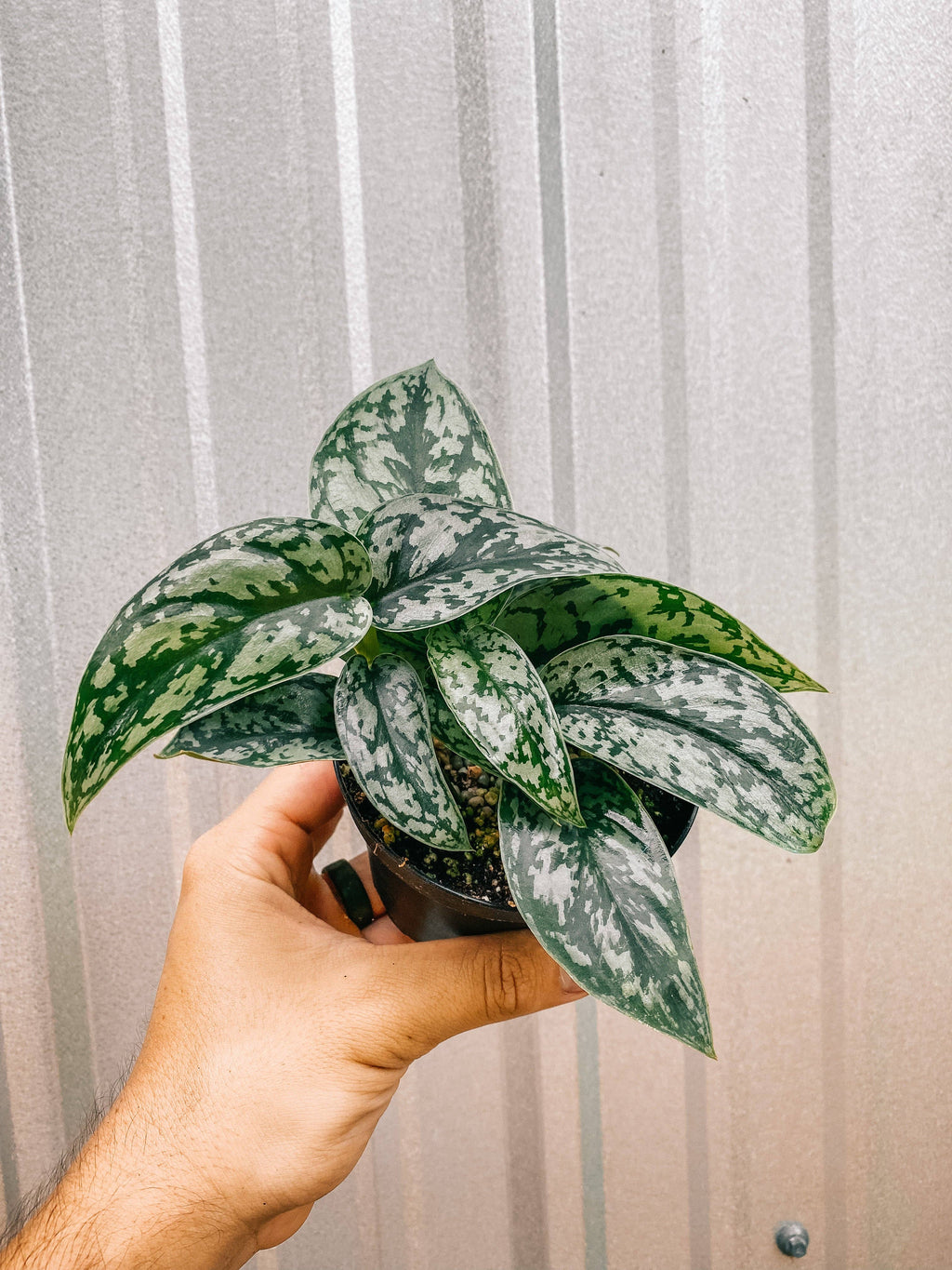 4" Scindapsus 'Silver Lady'
