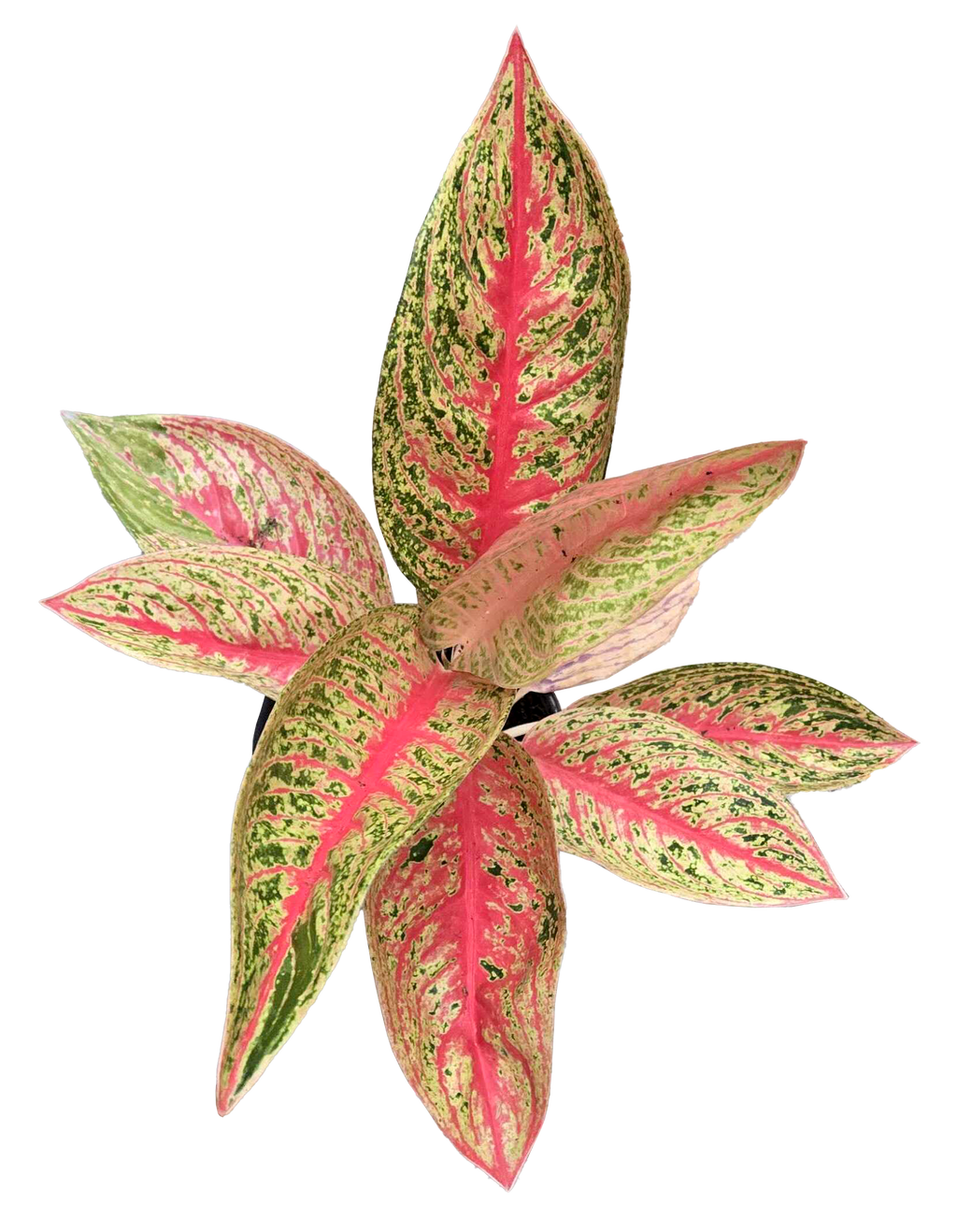 Aglaonema Red Legacy 4 inch Grower Pot