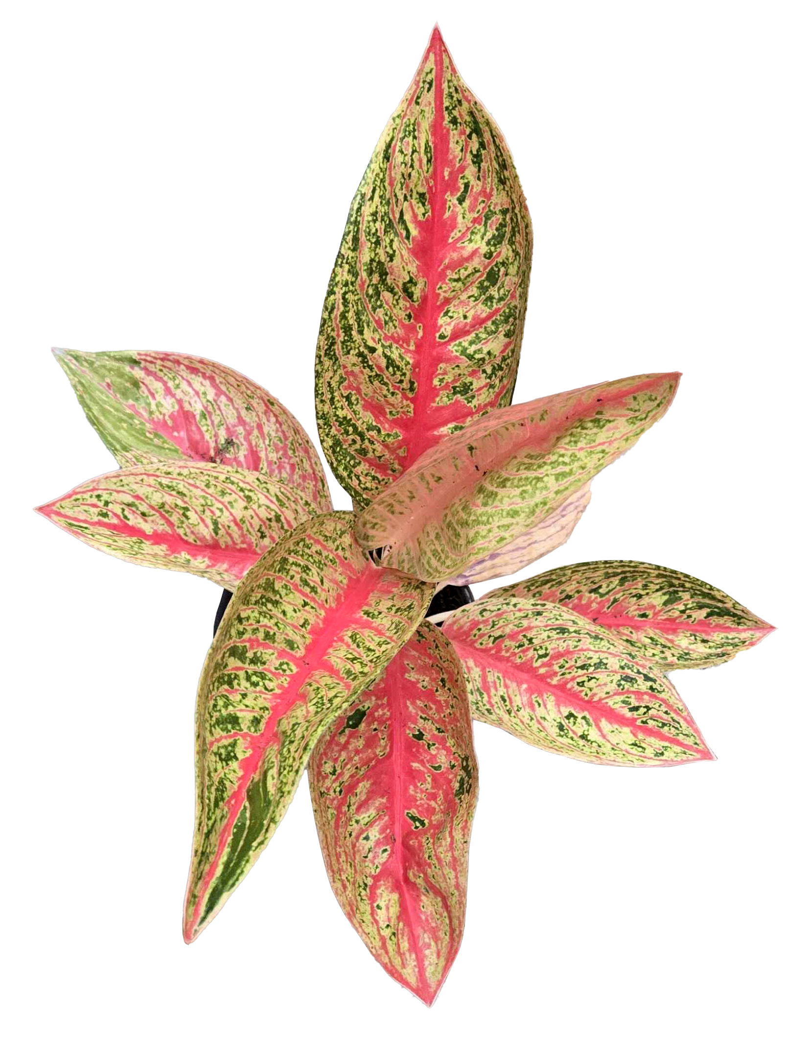 Aglaonema Red Legacy 4 inch Grower Pot