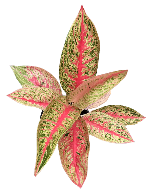 Aglaonema Red Legacy 4 inch Grower Pot