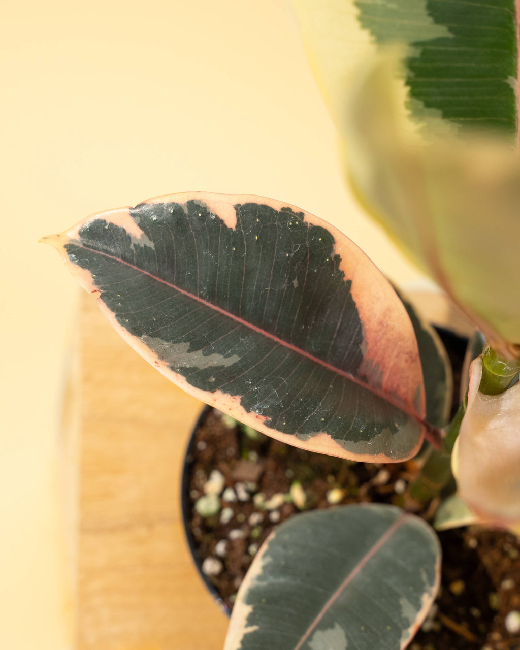 4" Ficus 'Tineke'