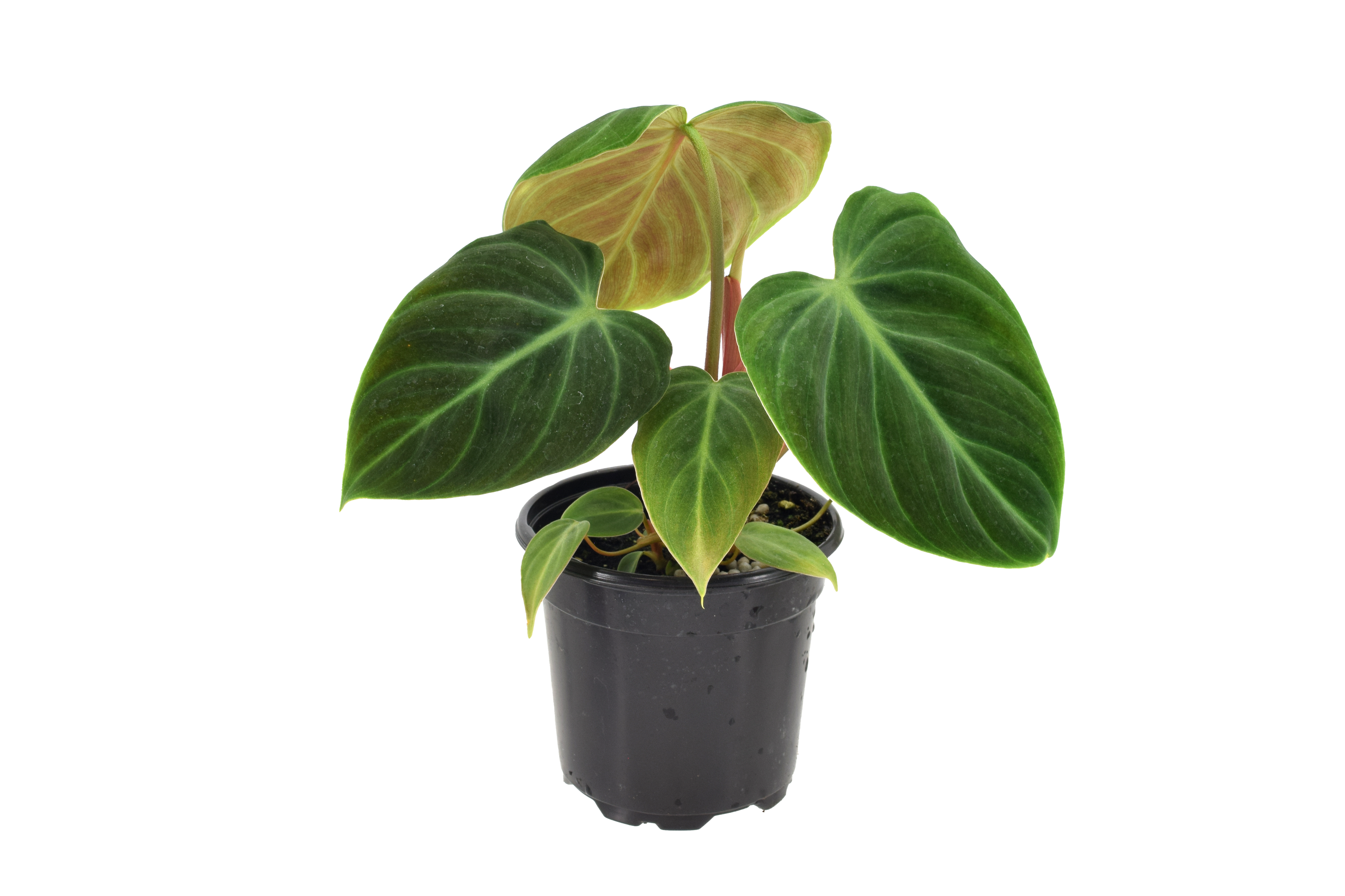 Philodendron El Choco Red 4 inch in Grower Pot