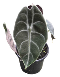 Alocasia Watsoniana 4 inch Grower Pot