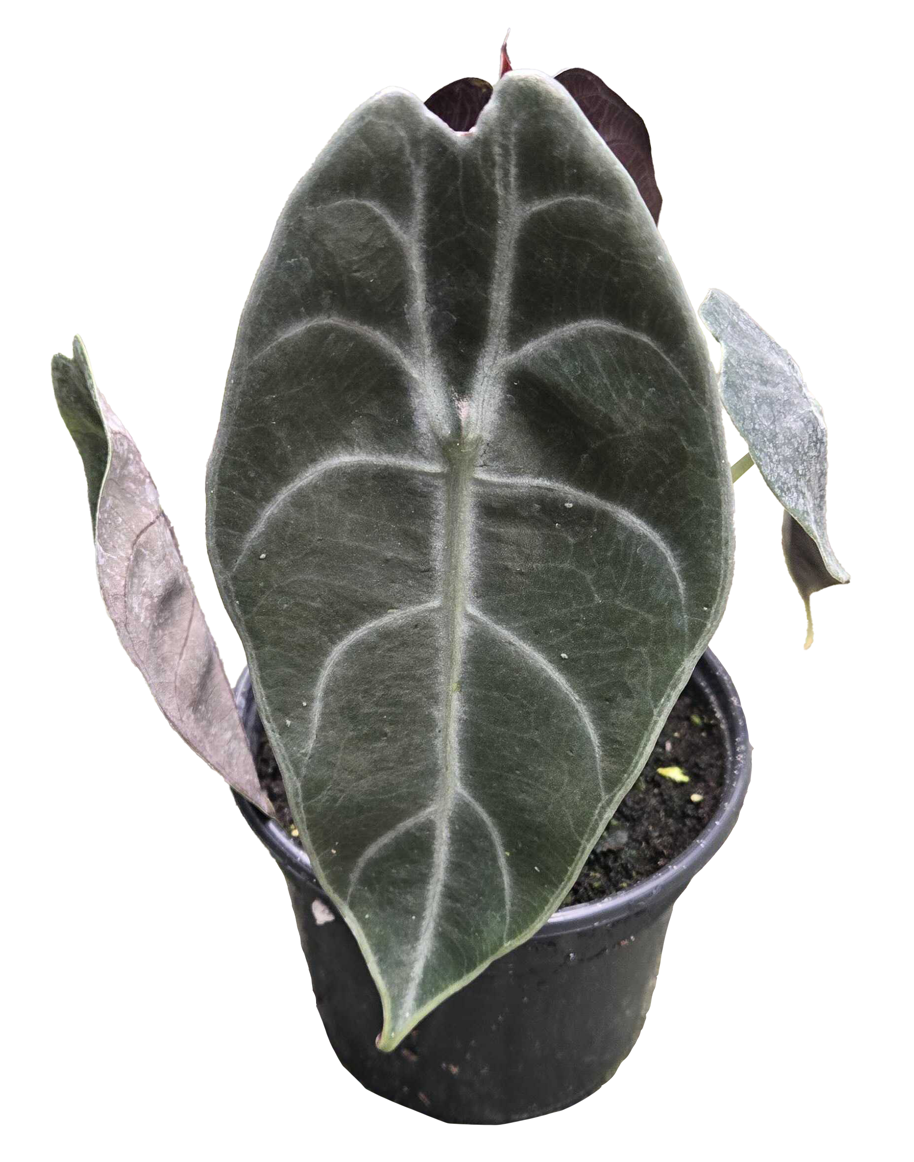 Alocasia Watsoniana 4 inch Grower Pot