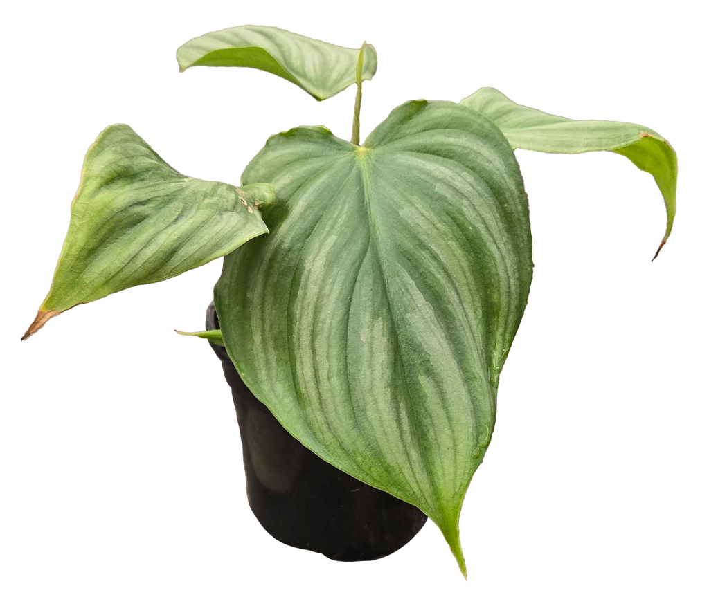 Philodendron Pastazanum x Plowmanii 4 inch Grower Pot