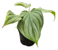Philodendron Pastazanum x Plowmanii 4 inch Grower Pot
