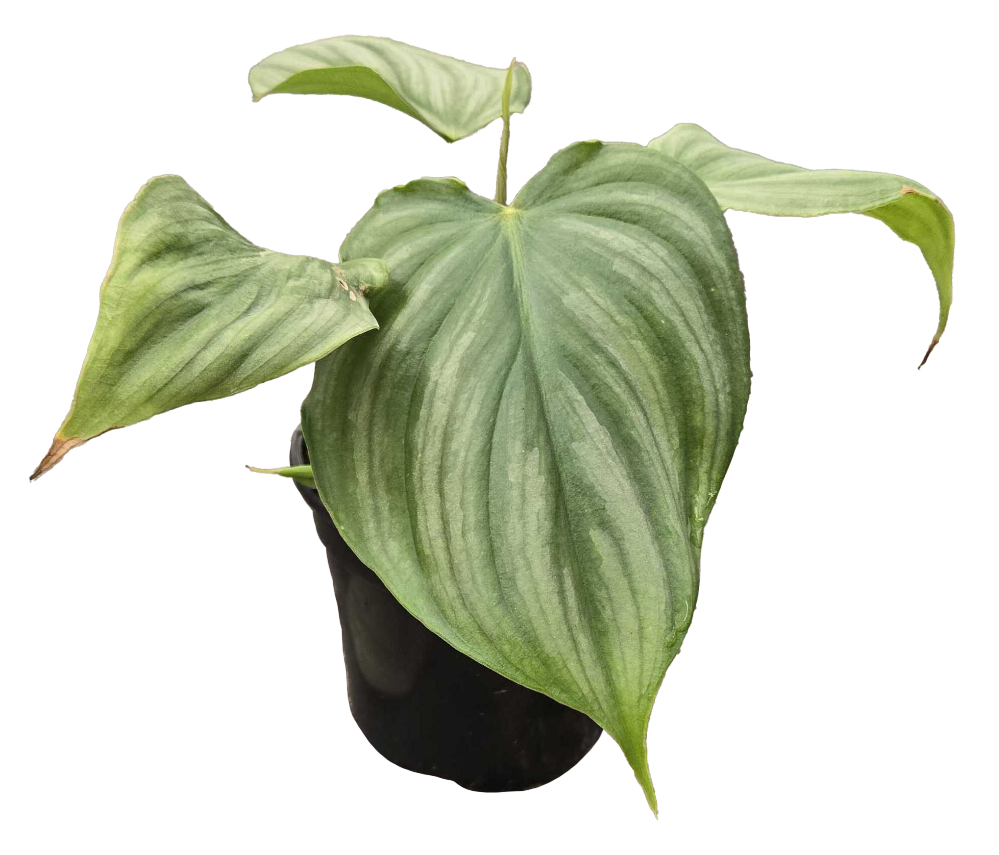 Philodendron Pastazanum x Plowmanii 4 inch Grower Pot