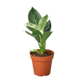 PHILODENDRON BIRKIN 4-inch