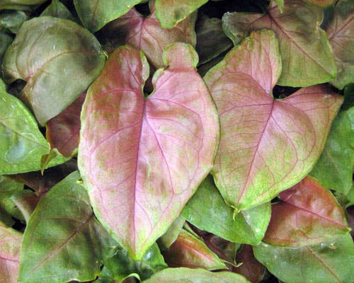 Syngonium Maria Allusion Starter