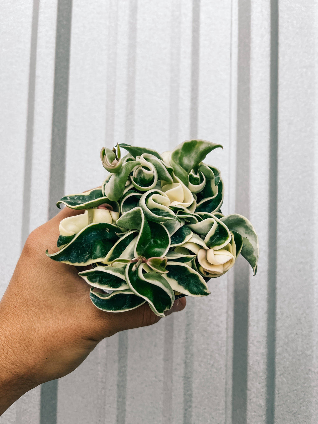 4" Hoya 'Compacta' Variegated