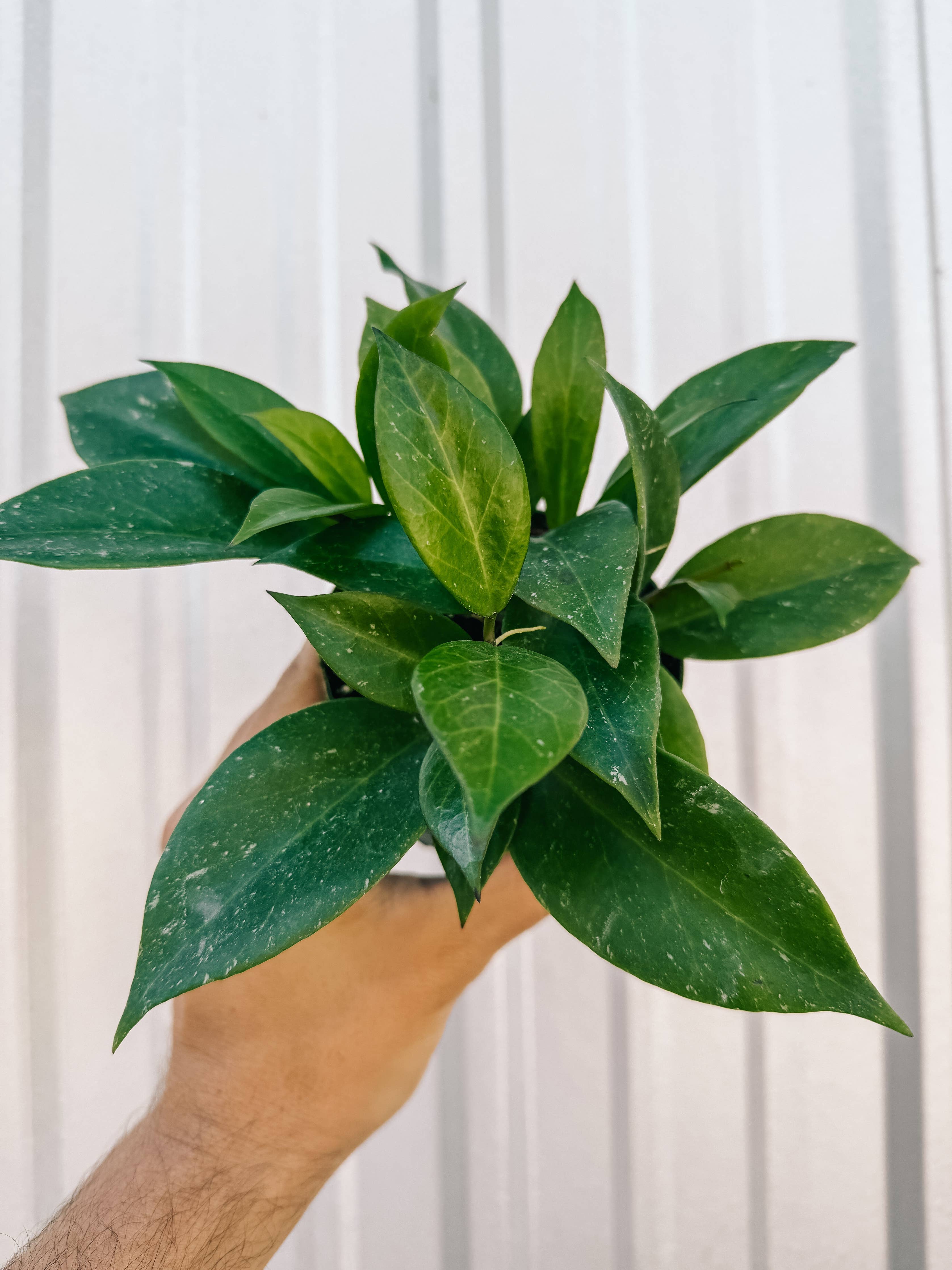 4" Hoya 'Sunrise'