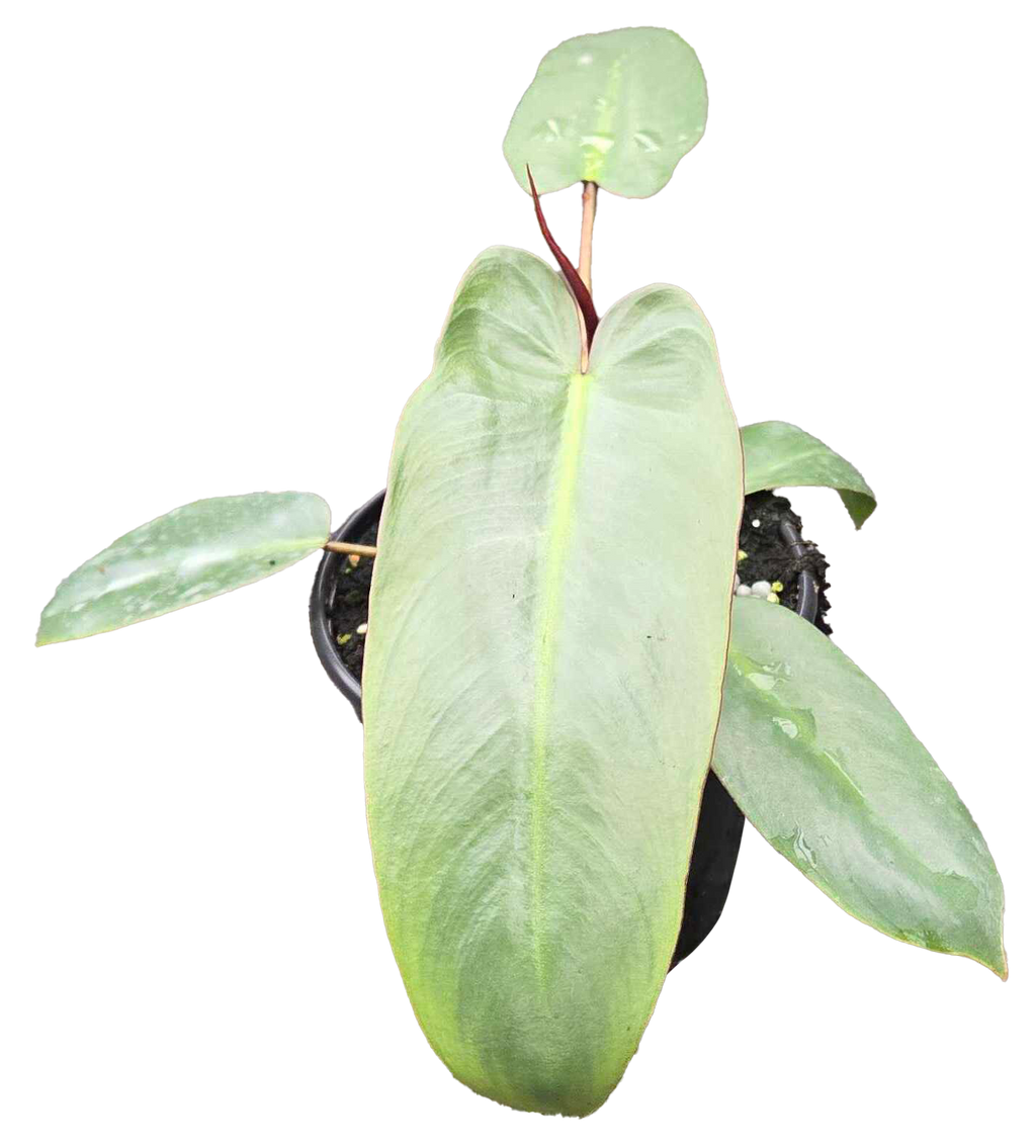 Philodendron Atabapoense 4 inch Grower Pot