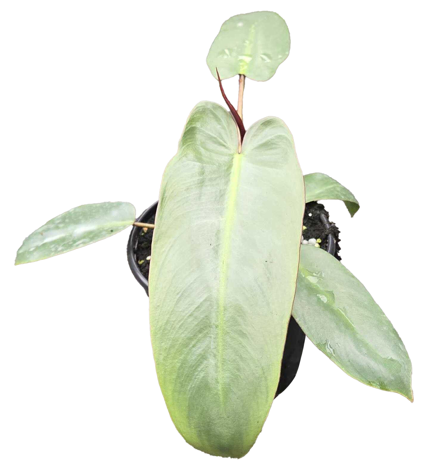 Philodendron Atabapoense 4 inch Grower Pot
