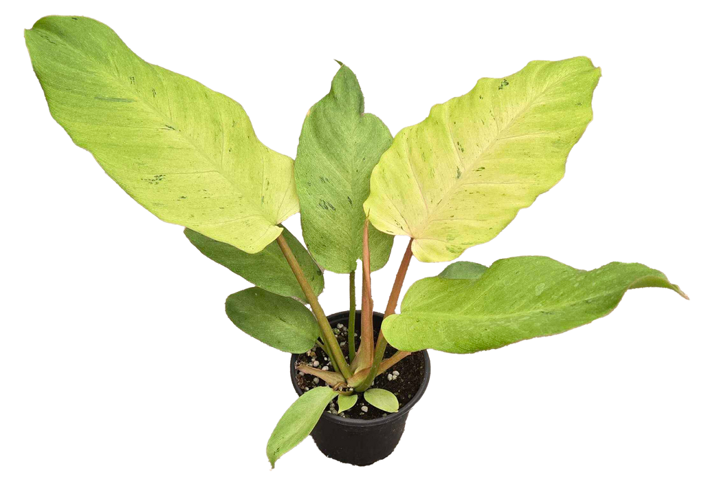 Philodendron Snowdrift 4"